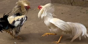 Chăm sóc gà đá 69VN