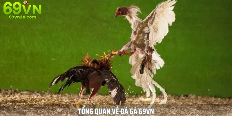 Trận đá gà được phát trực tiếp từ 69VN