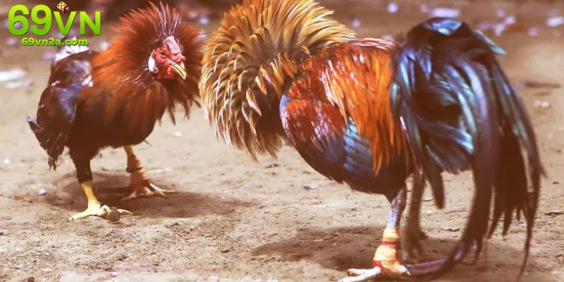 Giao diện đặt cược đá gà trực tuyến tại 69VN