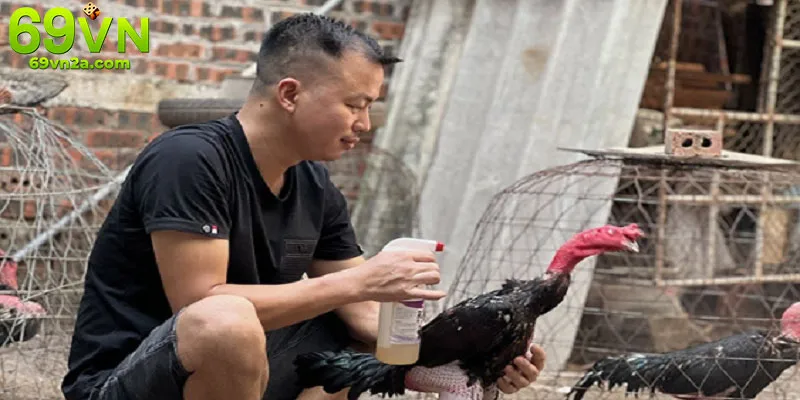 Các dụng cụ dùng để chăm sóc gà đá chuyên nghiệp