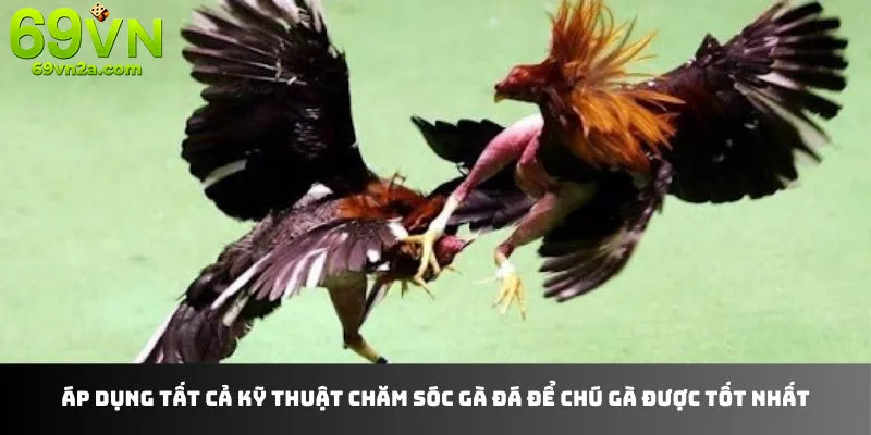 Kỹ thuật om bóp quan trọng trong chăm sóc gà đá