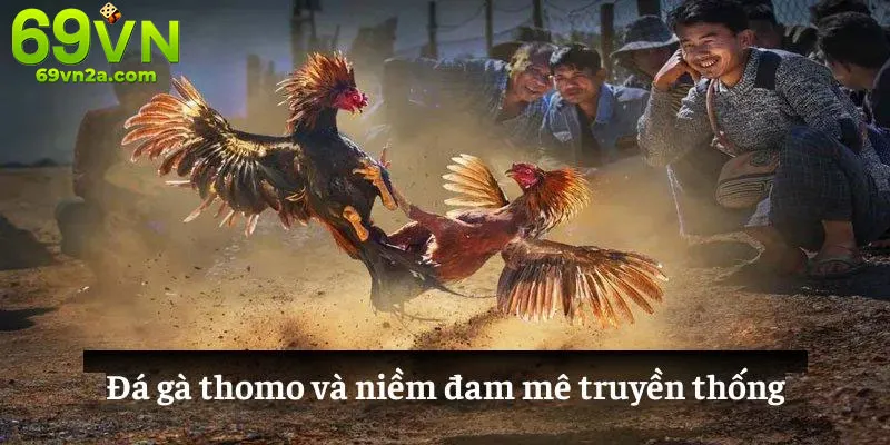 Lịch thi đấu đá gà Thomo được cập nhật mỗi ngày
