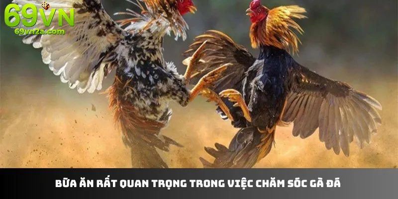 Mẹo dân gian hỗ trợ hiệu quả quá trình chăm sóc gà đá