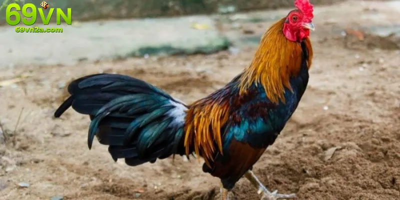 Người chơi nghiên cứu bảng phân tích đá gà trên 69VN